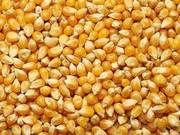 Корма для животных: пшеница овёс ячмень кукуруза сено солома - foto 2