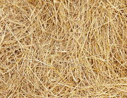 Корма для животных: пшеница овёс ячмень кукуруза сено солома - foto 0