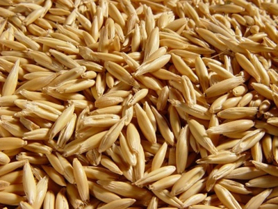 Корма для животных: пшеница овёс ячмень кукуруза сено солома - main